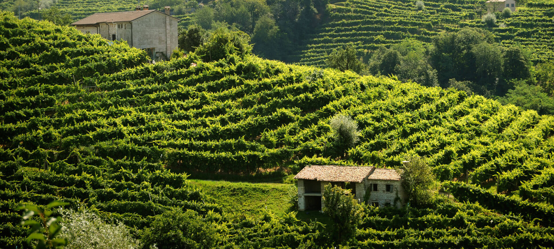 FROM THE LAND OF PROSECCO